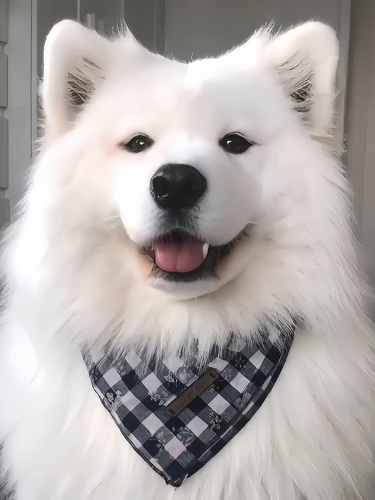 Samoyed Dog | Diamond Painting