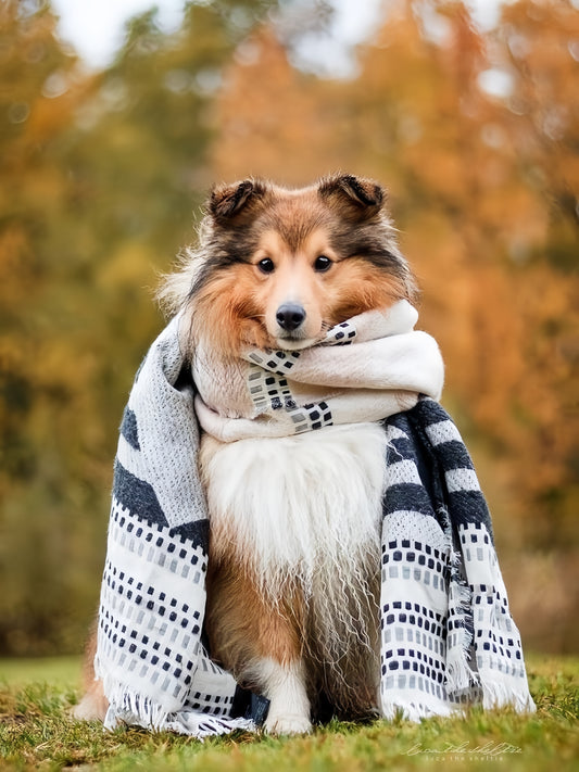 Sheltie Dog | Diamond Painting