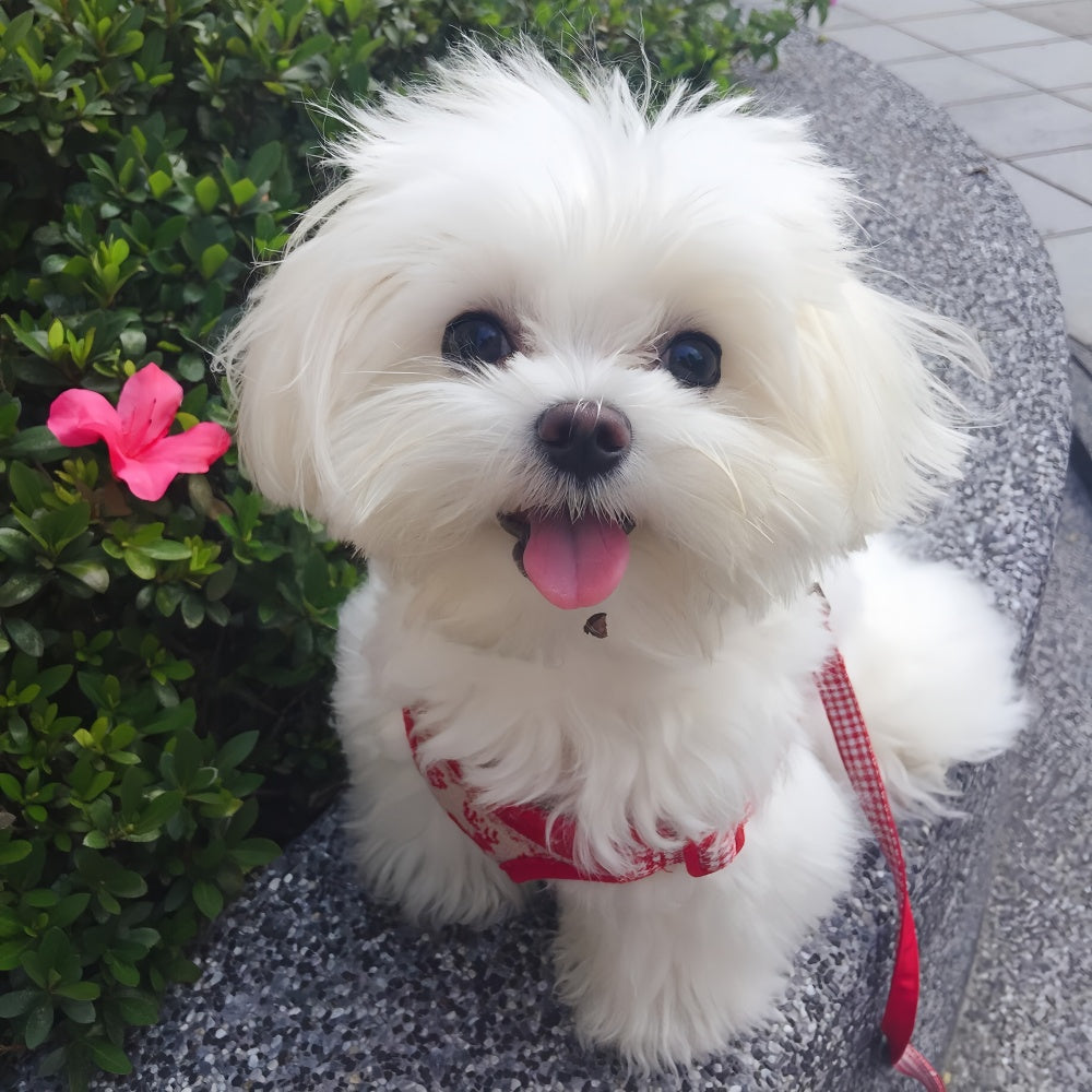 Maltese Dog | Diamond Painting