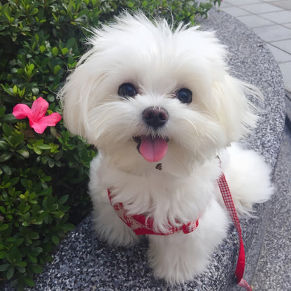 Maltese Dog | Diamond Painting