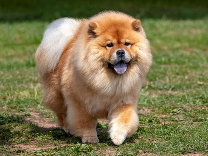 Dog Chow Chow | Diamond Painting