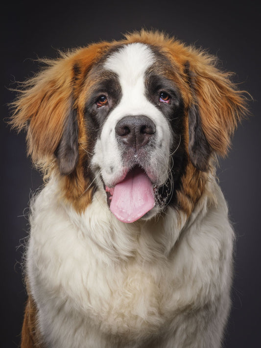 Saint Bernard Dog | Diamond Painting