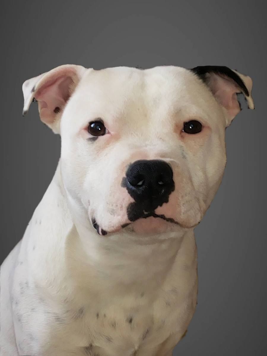 Dog Staffordshire Bull Terrier | Diamond Painting