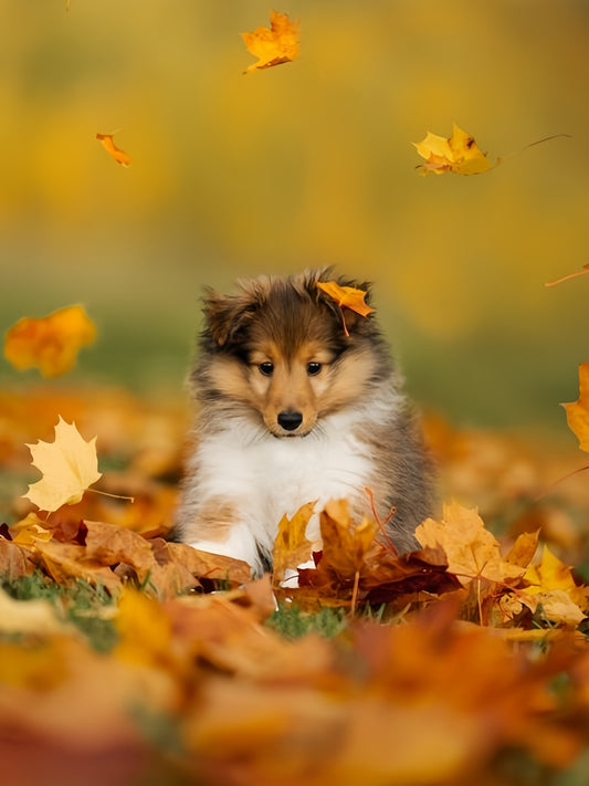 Sheltie Dog | Diamond Painting