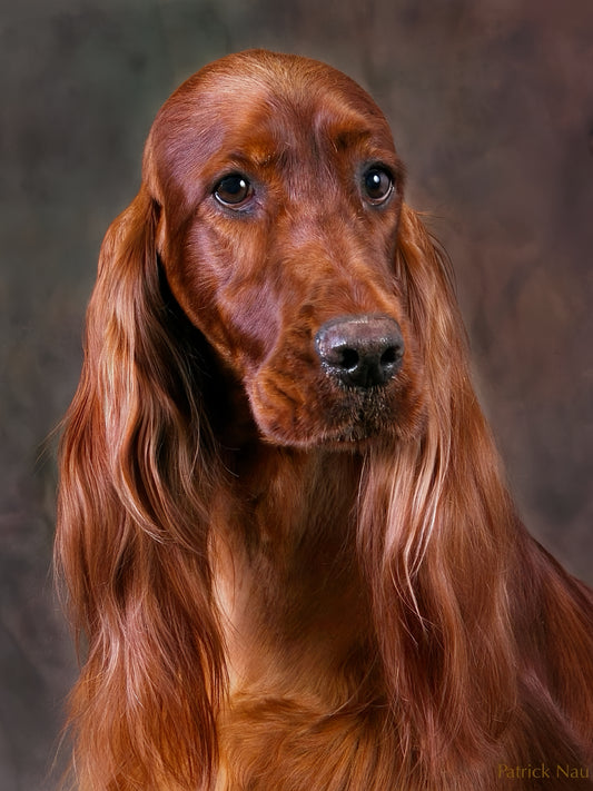 Irish Setter Dog | Diamond Painting