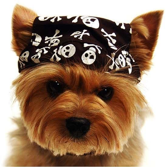 Dog Yorkie | Diamond Painting