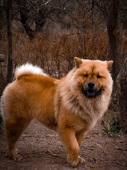 Dog Chow Chow | Diamond Painting