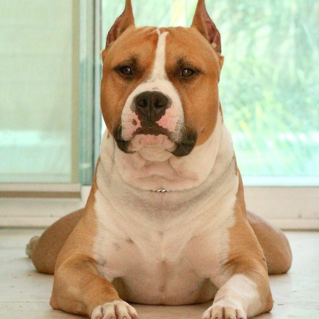 Dog Staffordshire Bull Terrier | Diamond Painting