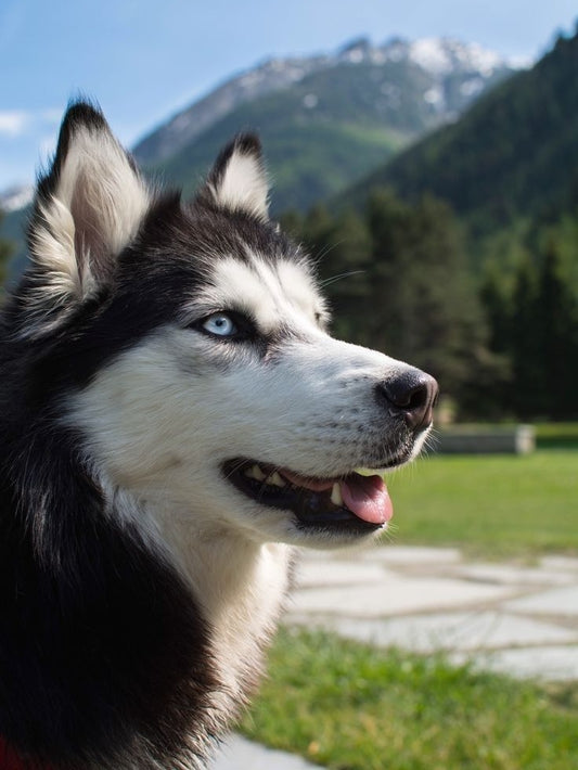 Husky Dog | Diamond Painting