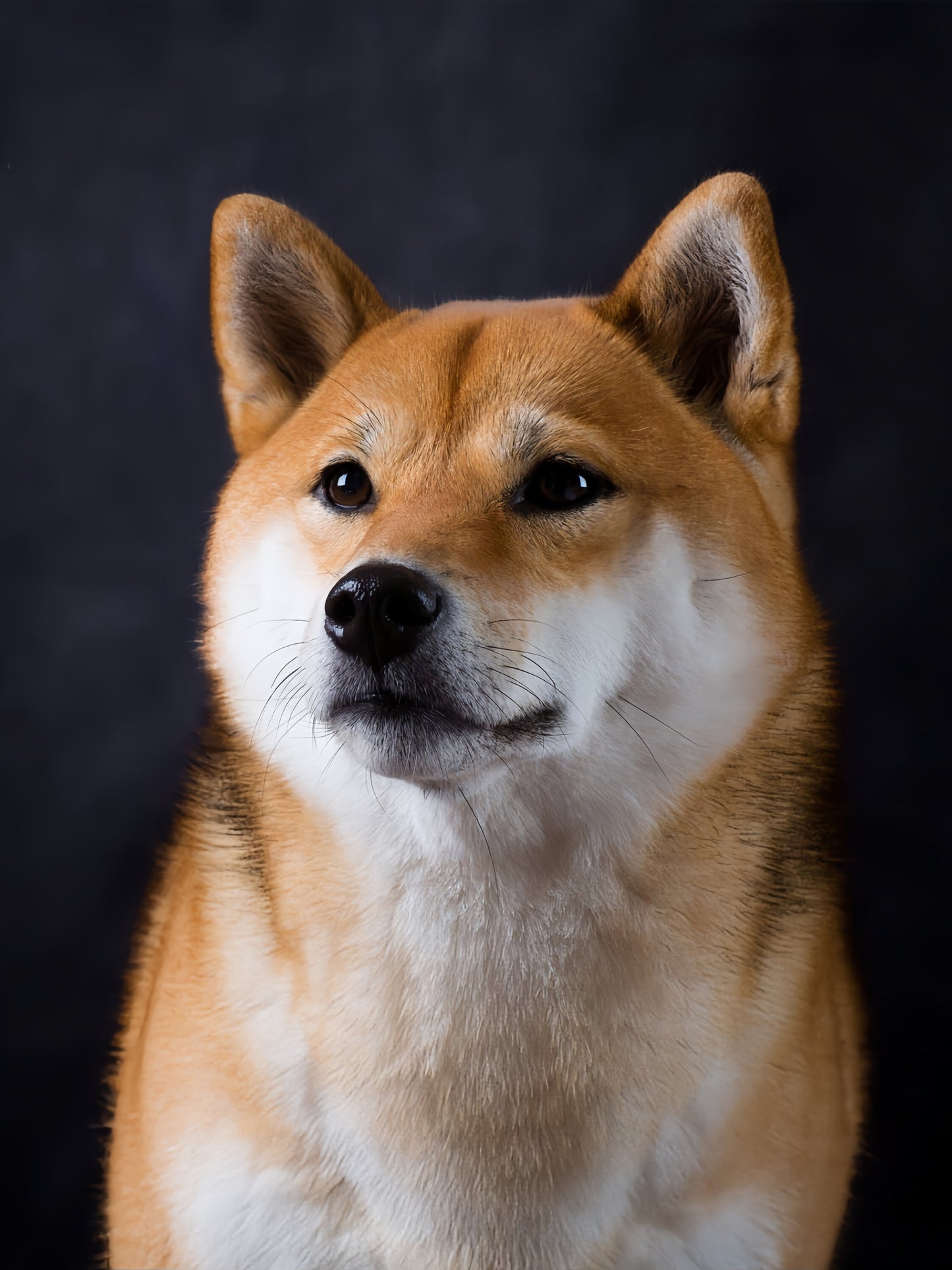 Shiba Inu Dog | Diamond Painting