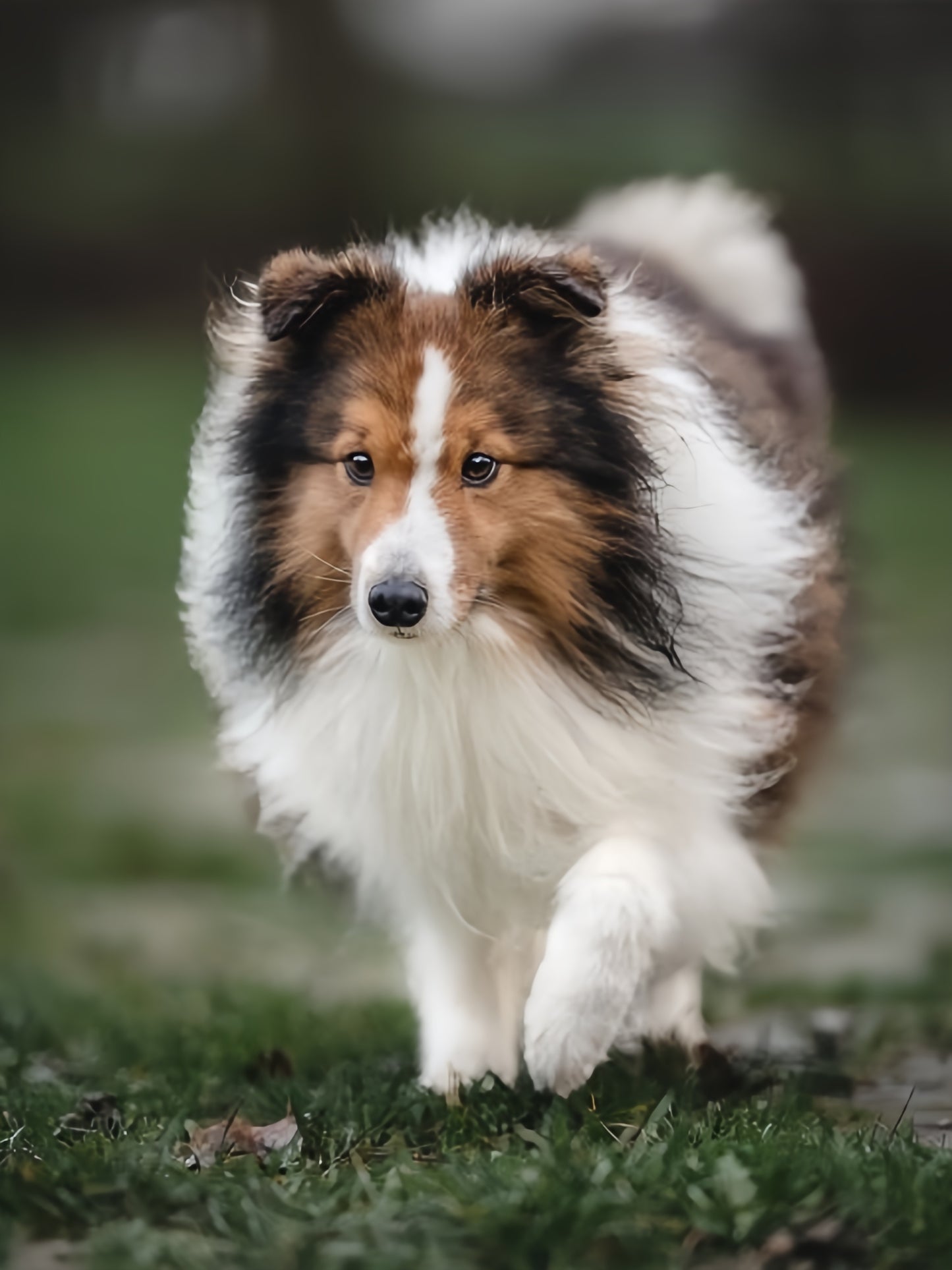 Sheltie Dog | Diamond Painting