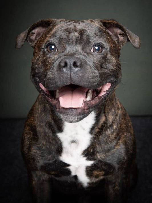 Dog Staffordshire Bull Terrier | Diamond Painting