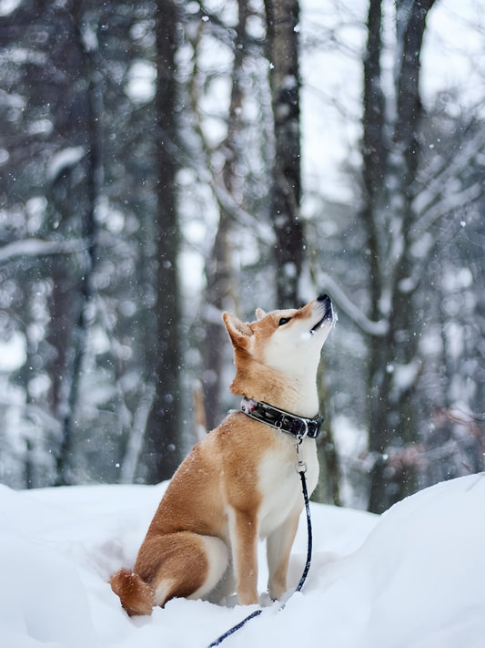 Shiba Inu Dog | Diamond Painting