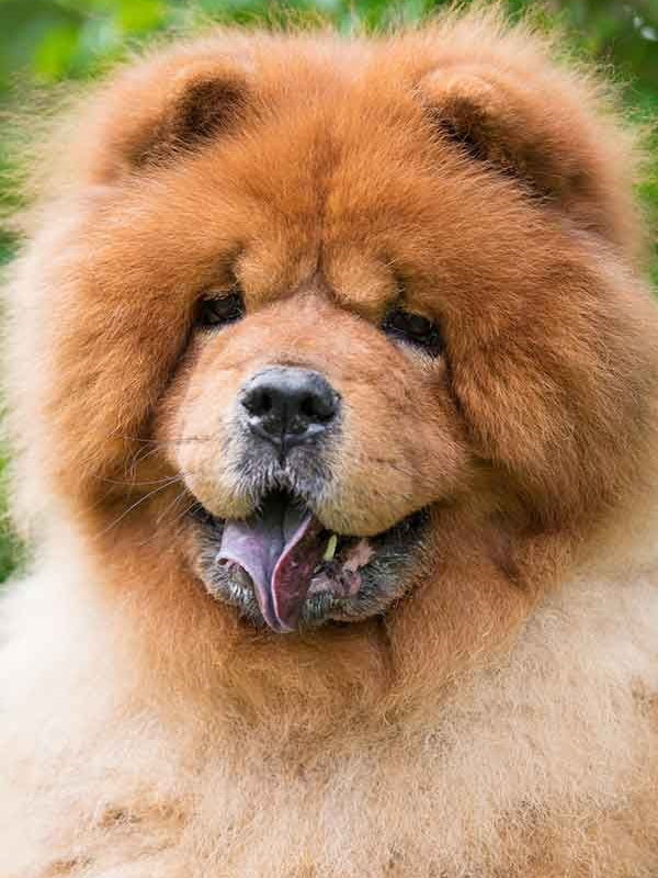 Dog Chow Chow | Diamond Painting