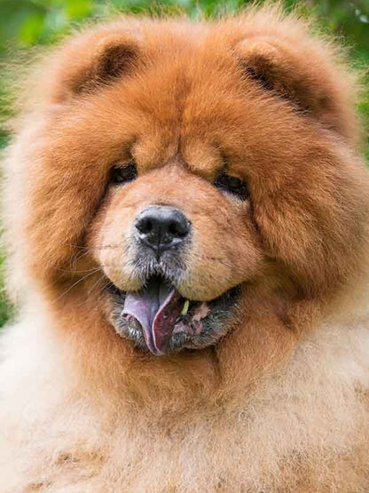 Dog Chow Chow | Diamond Painting