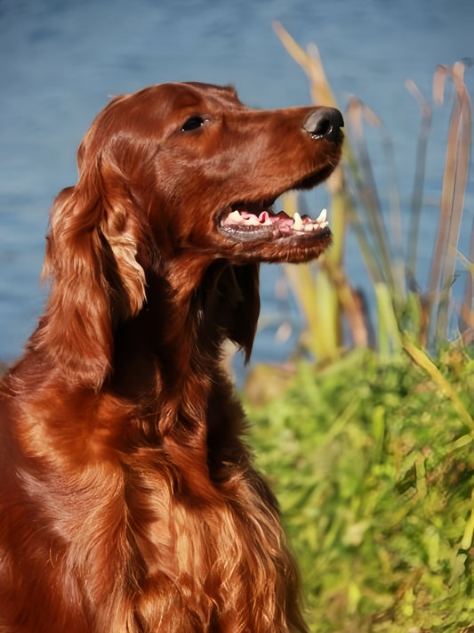 Irish Setter Dog | Diamond Painting