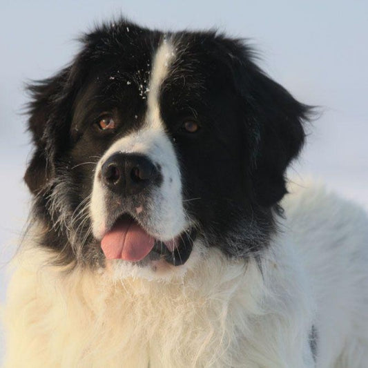 Newfoundland Dog | Diamond Painting
