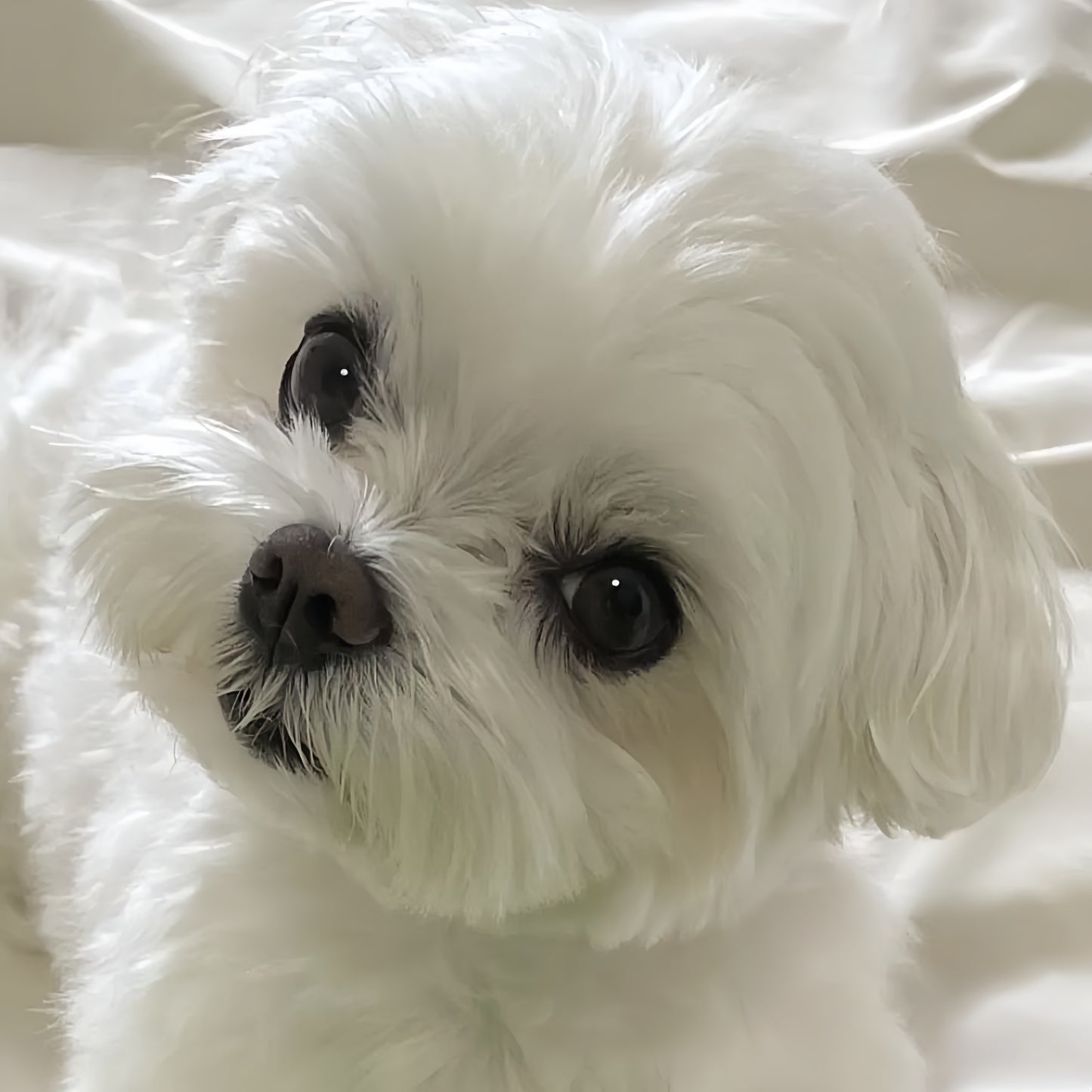 Maltese Dog | Diamond Painting