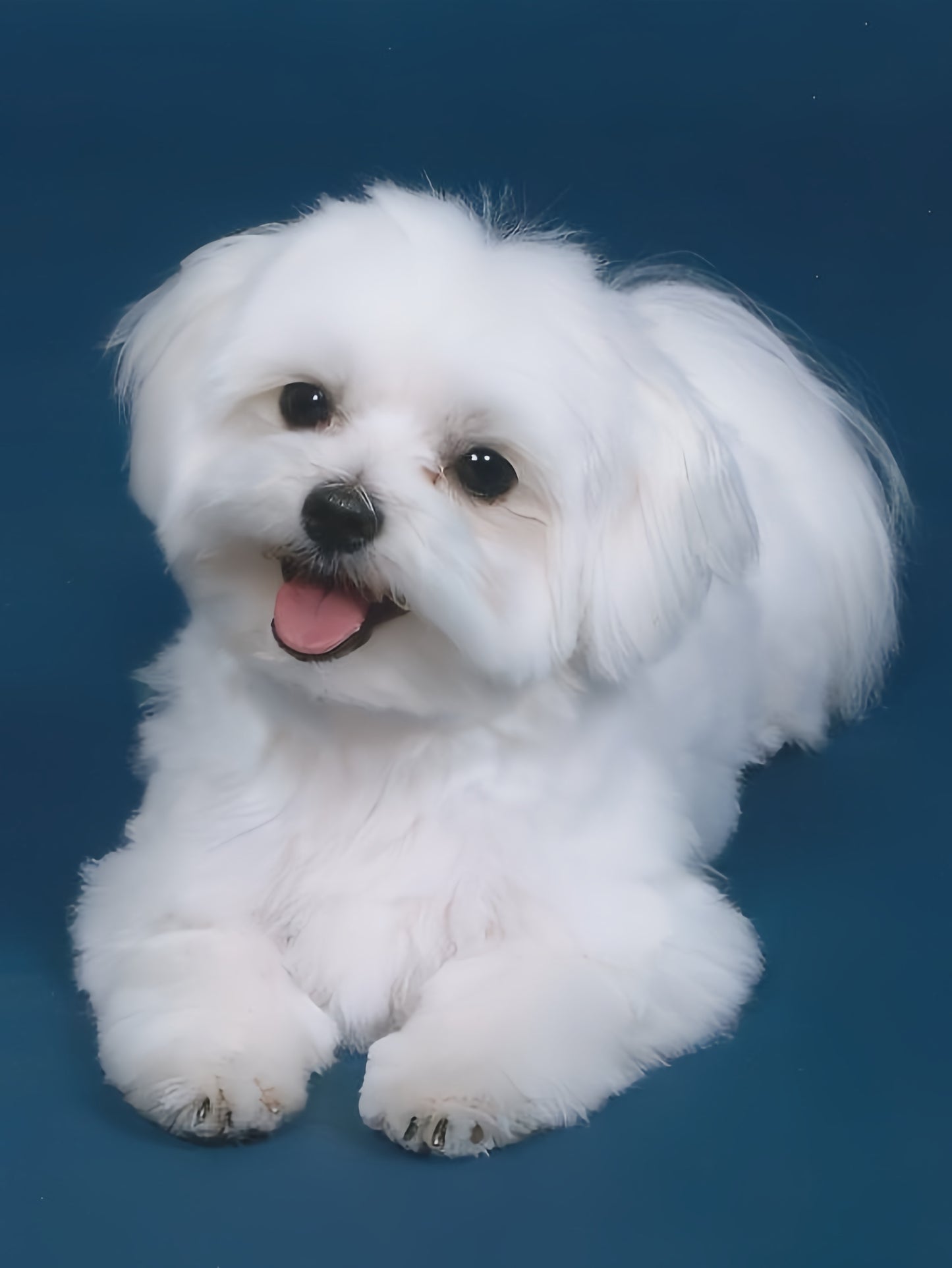 Maltese Dog | Diamond Painting