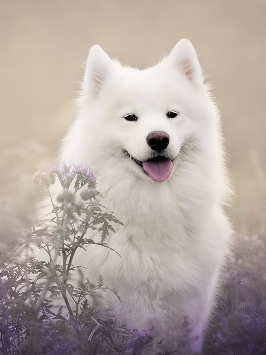 Samoyed Dog | Diamond Painting