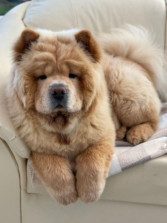 Dog Chow Chow | Diamond Painting