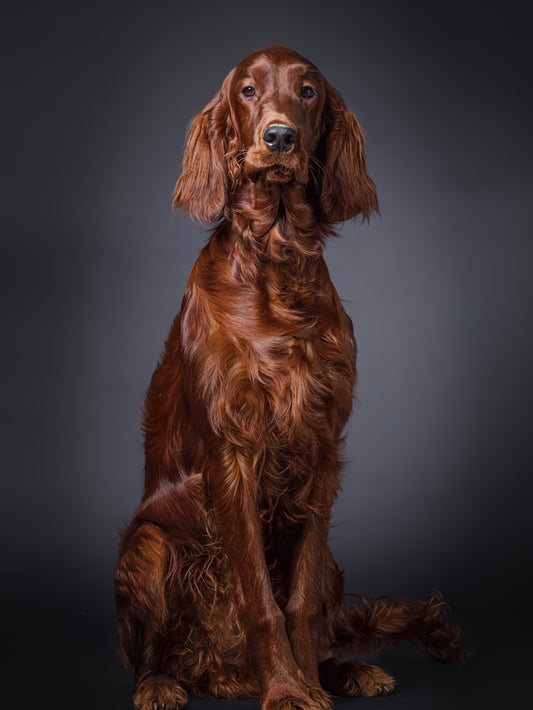 Irish Setter Dog | Diamond Painting