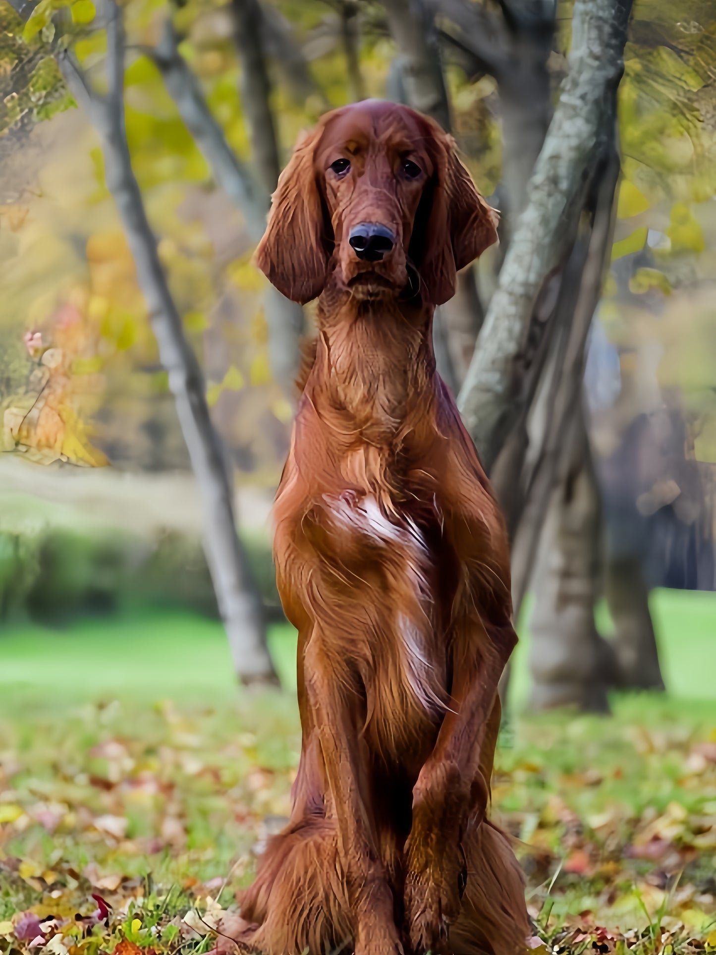 Irish Setter Dog | Diamond Painting