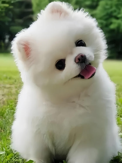 Pomeranian Dog | Diamond Painting
