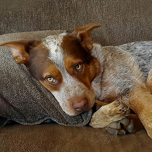 Australian Kelpie Dog | Diamond Painting