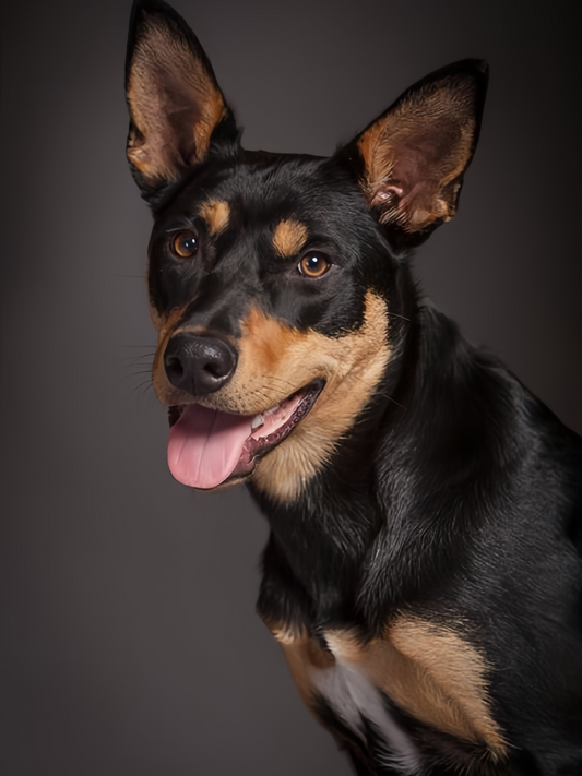 Australian Kelpie Dog | Diamond Painting