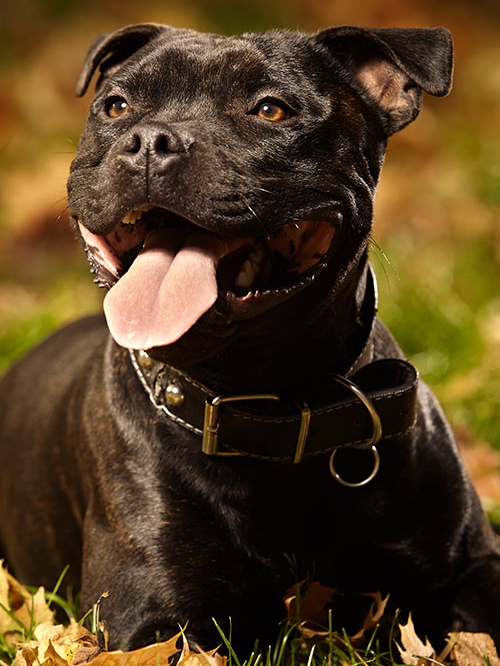 Dog Staffordshire Bull Terrier | Diamond Painting