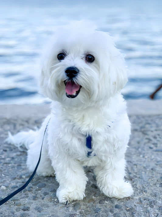 Maltese Dog | Diamond Painting