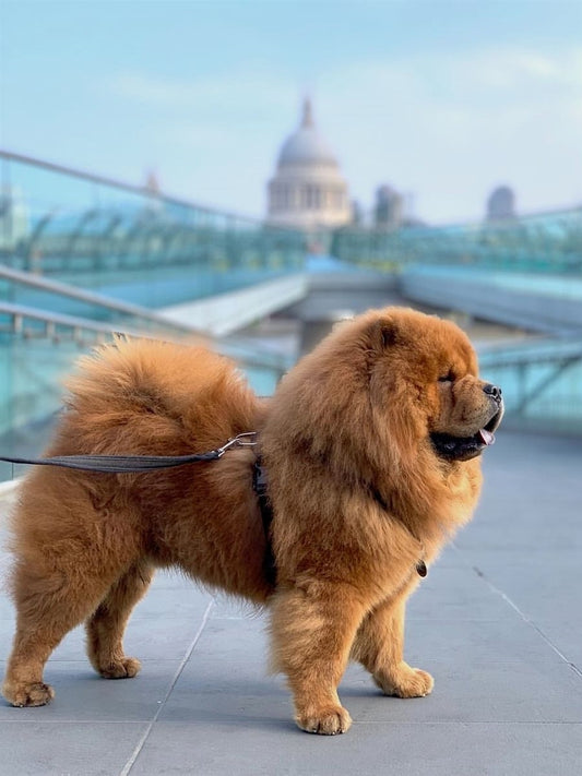 Dog Chow Chow | Diamond Painting