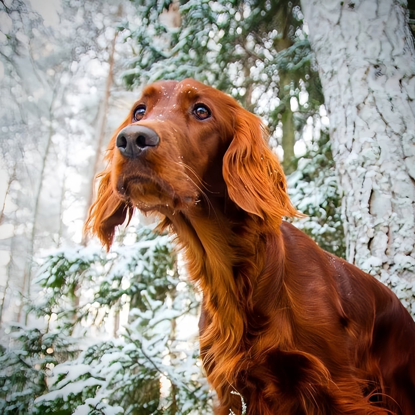 Irish Setter Dog | Diamond Painting