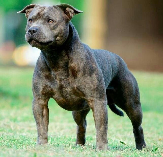 Dog Staffordshire Bull Terrier | Diamond Painting