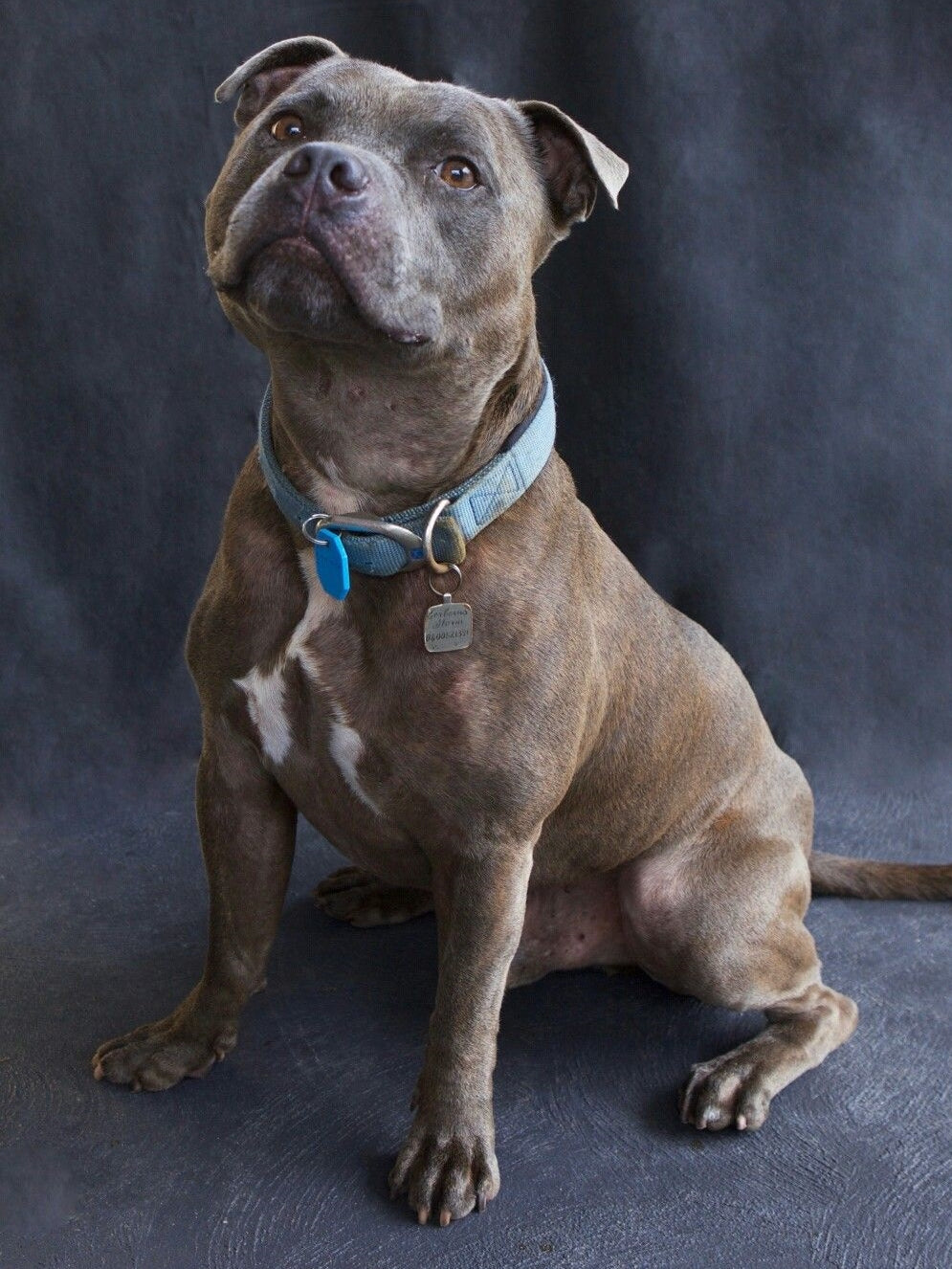 Dog Staffordshire Bull Terrier | Diamond Painting