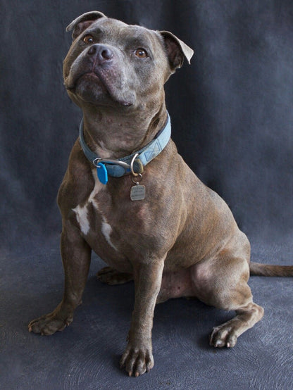 Dog Staffordshire Bull Terrier | Diamond Painting