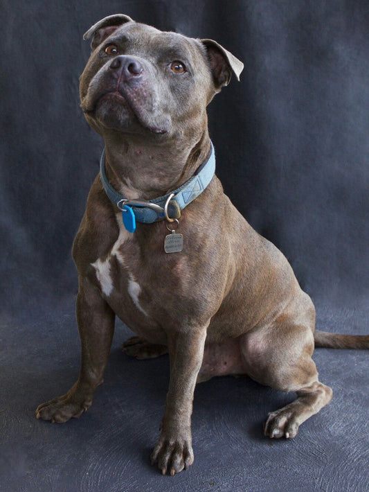 Dog Staffordshire Bull Terrier | Diamond Painting