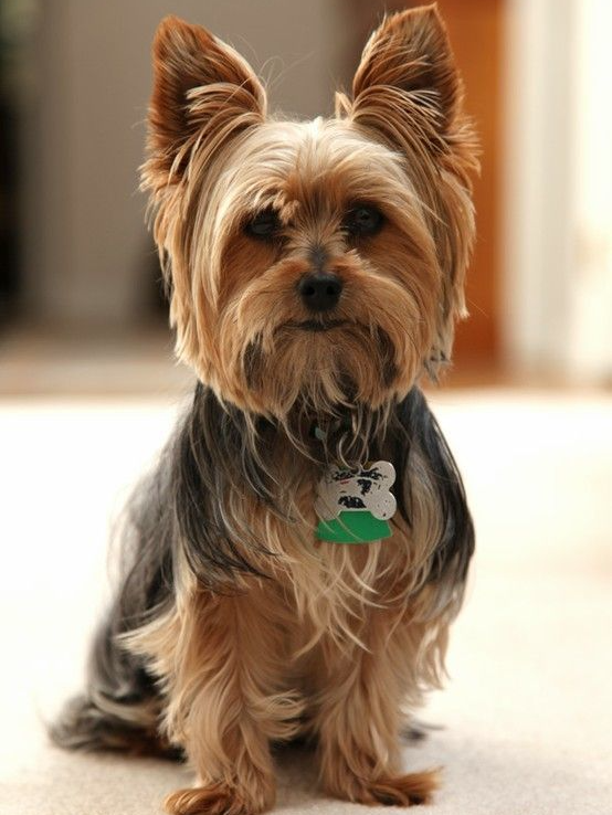 Dog Yorkie | Diamond Painting