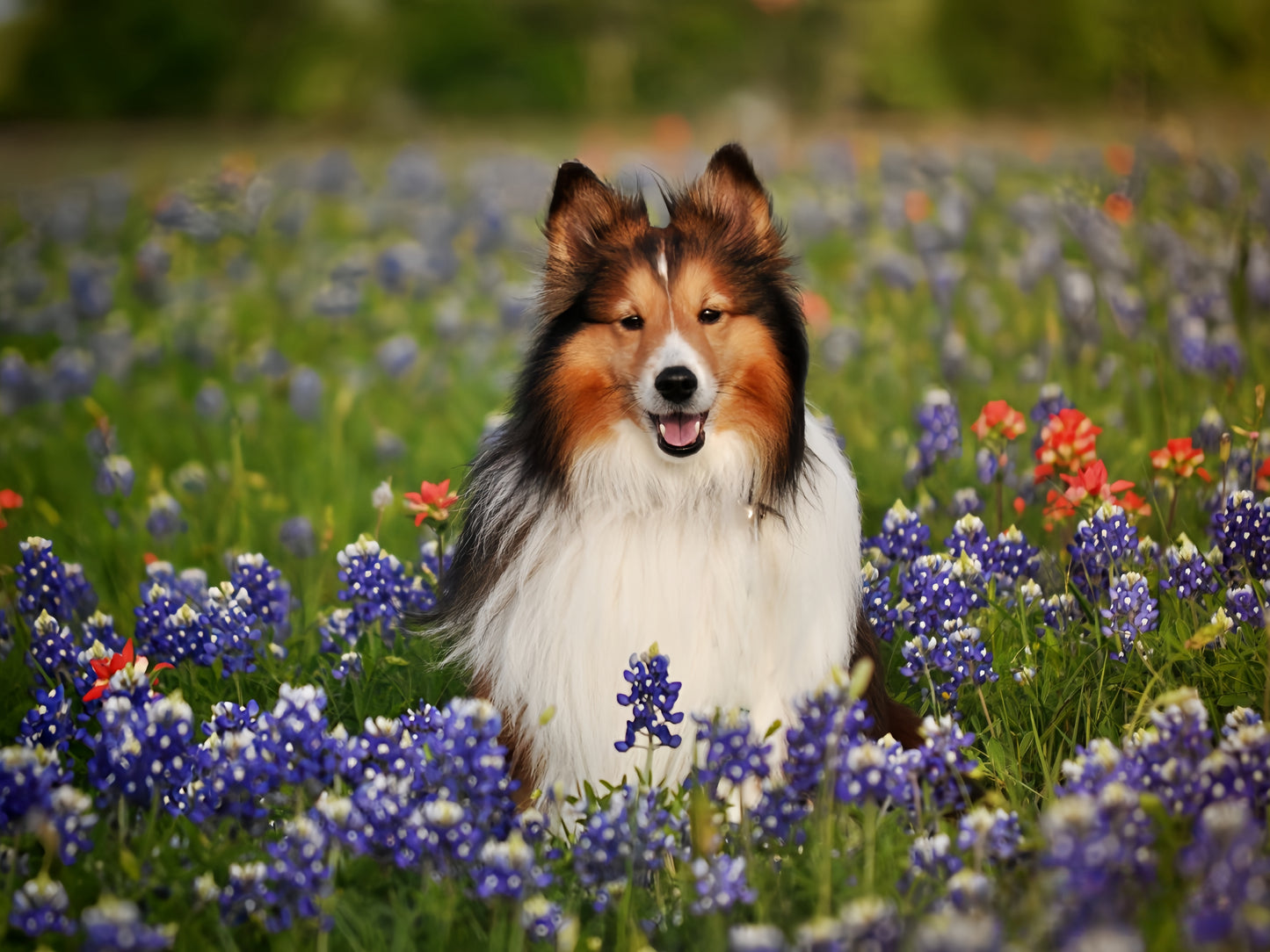 Sheltie Dog | Diamond Painting