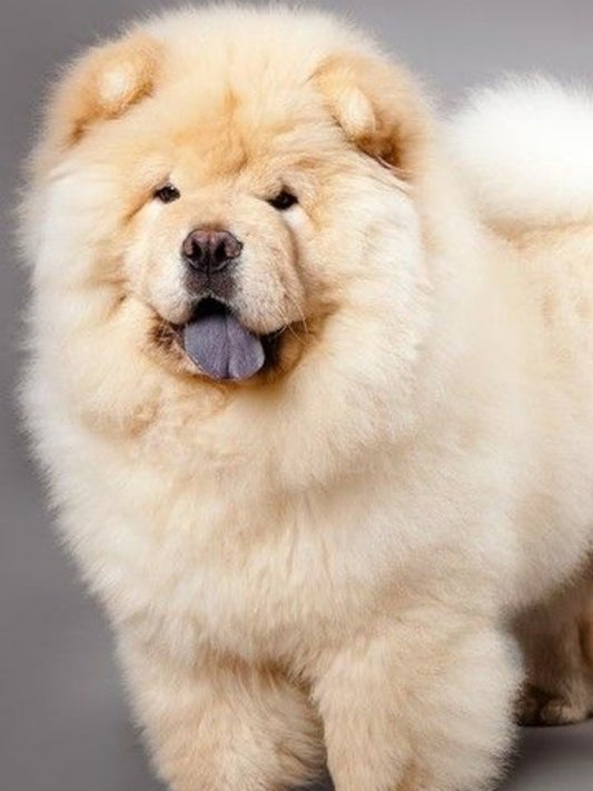 Dog Chow Chow | Diamond Painting