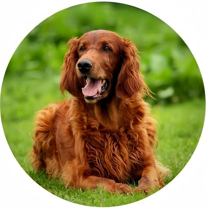 Irish Setter Dog | Diamond Painting
