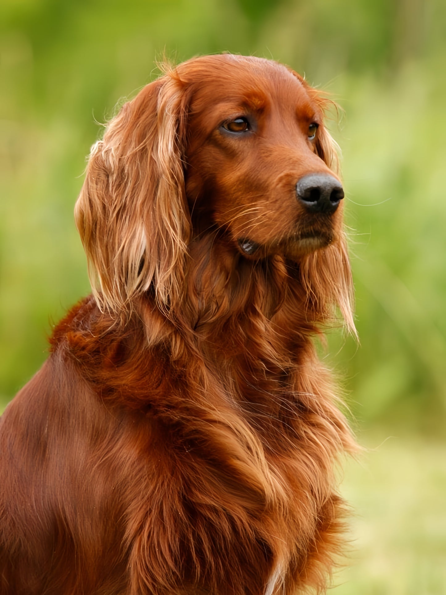 Irish Setter Dog | Diamond Painting