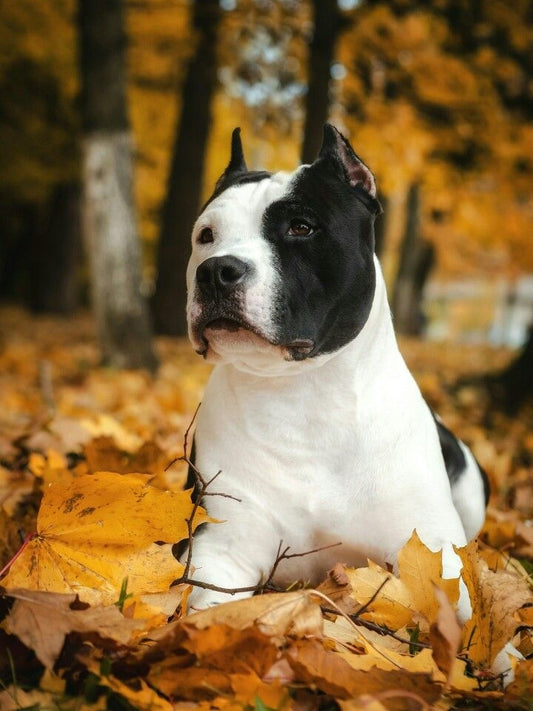 Dog Staffordshire Bull Terrier | Diamond Painting