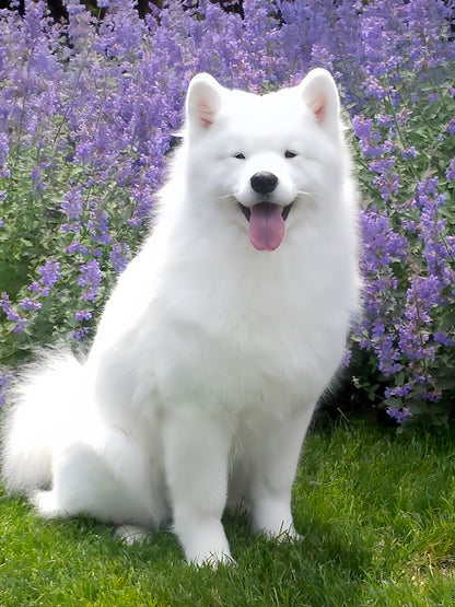 Samoyed Dog | Diamond Painting
