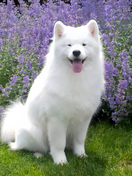 Samoyed Dog | Diamond Painting