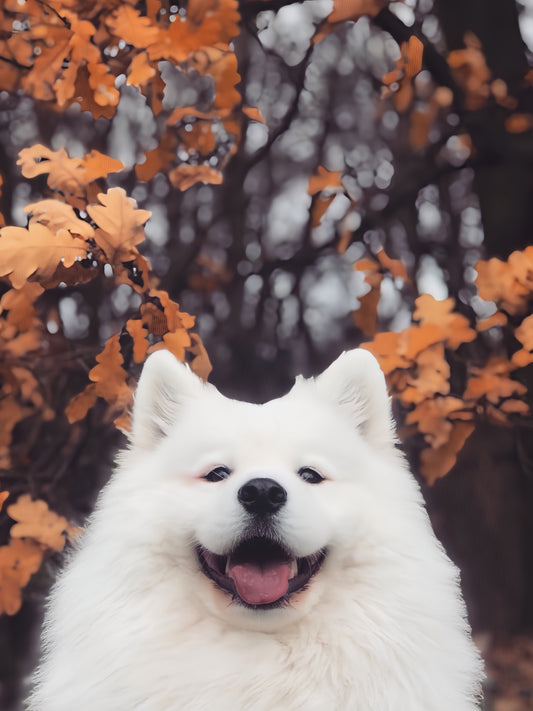 Samoyed Dog | Diamond Painting