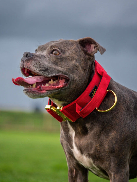 Dog Staffordshire Bull Terrier | Diamond Painting