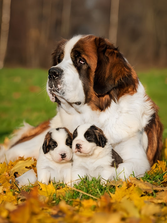 Saint Bernard Dog | Diamond Painting