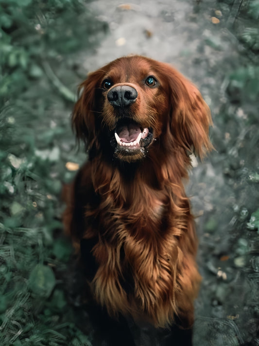 Irish Setter Dog | Diamond Painting